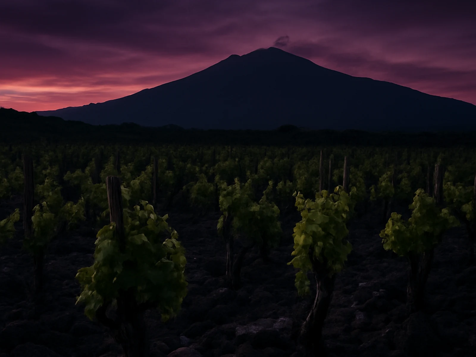Taormina wine estate: international organic search traffic grew 89%, UK and German market wholesale enquiries up 4x